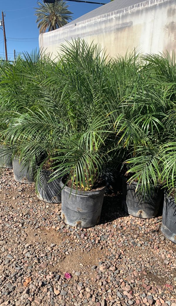 Outdoor decorative landscaping plants pygmy palm phoenix roebelenii tree in 7 gallon for Sale in