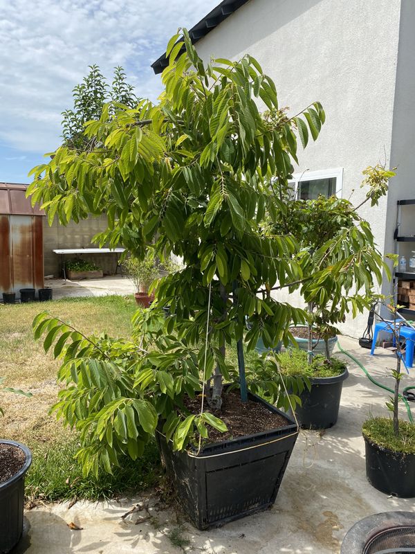 Mang cau Cherimoya Soursop full grown tree for Sale in Westminster, CA