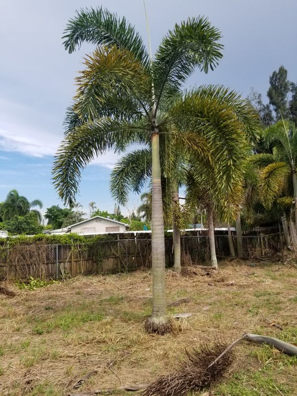 Foxtail Palm Trees for Sale in Palm Springs, FL OfferUp