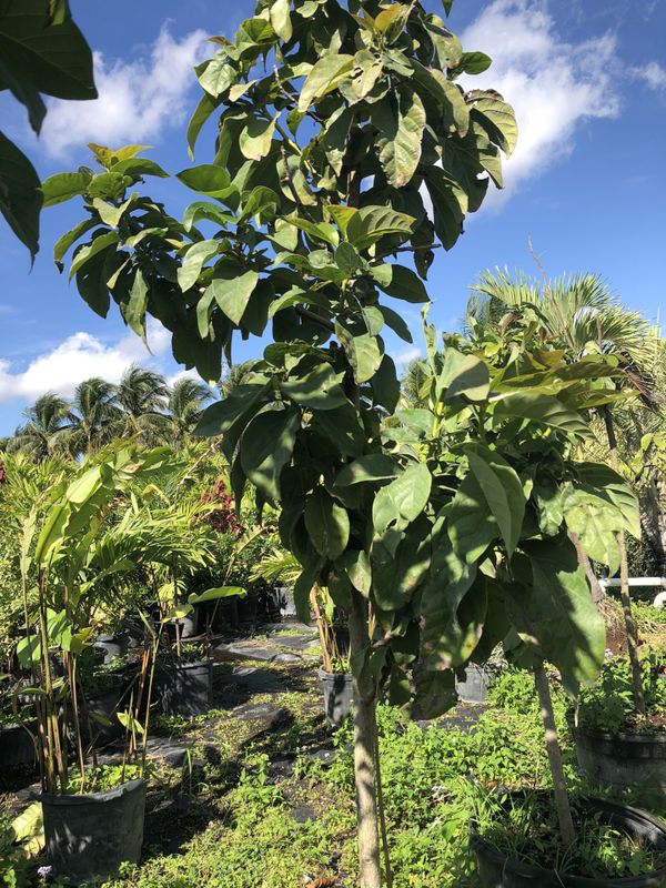 FRUIT TREE FOR SALE for Sale in Miami, FL OfferUp