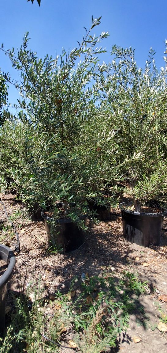 Fruitless Olive for Sale in Ontario, CA - OfferUp