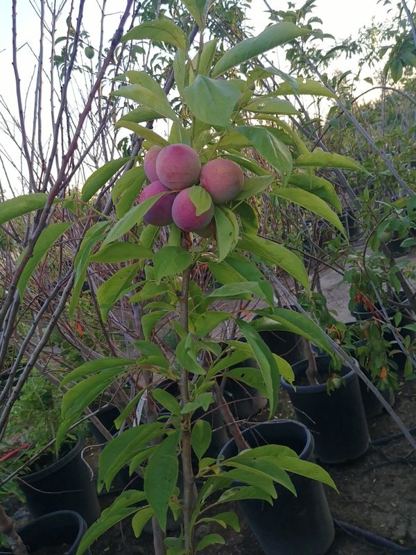 Plum trees for Sale in Tulare, CA - OfferUp