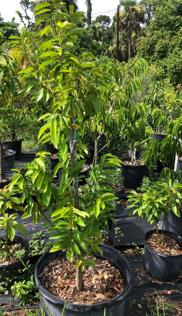 Soursop trees for Sale in Lehigh Acres, FL OfferUp