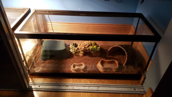 Two 20 gallon long leopard gecko tanks for Sale in Oak Lawn, IL - OfferUp