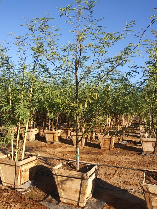 Mesquite trees 24" box for Sale in Phoenix, AZ OfferUp