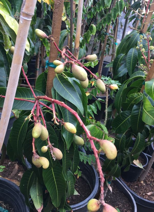 Mangoes tree for Sale in San Diego, CA - OfferUp