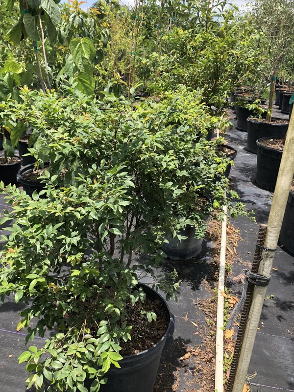 JABOTICABA TREE SALE! from $85.00 for Sale in Miami, FL - OfferUp