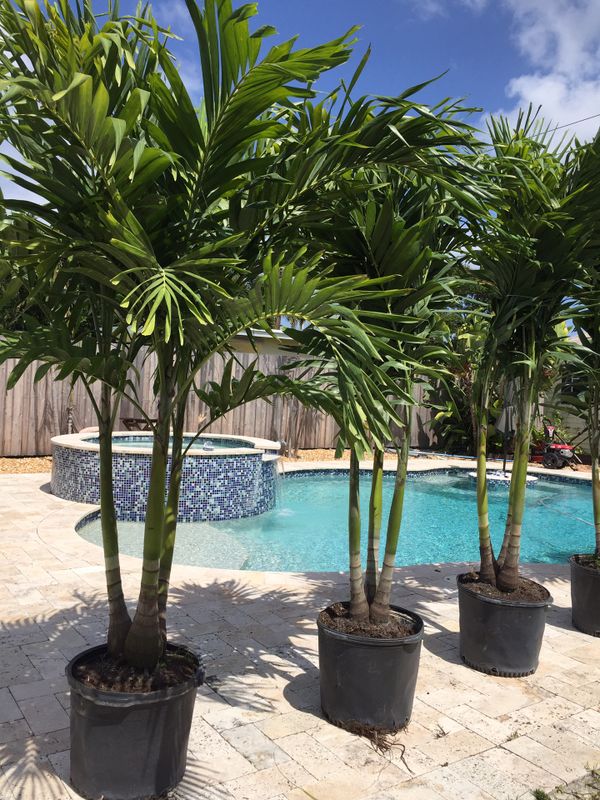 Christmas palms (triple palm trees) for Sale in Southwest Ranches, FL