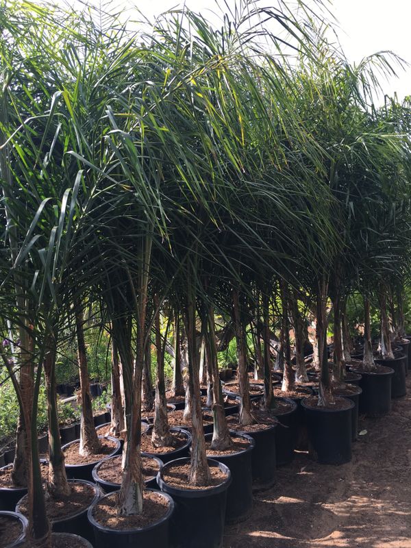 15 GALLON SIZE QUEEN PALM TREES HUGE, BEAUTIFUL for Sale in Hemet, CA