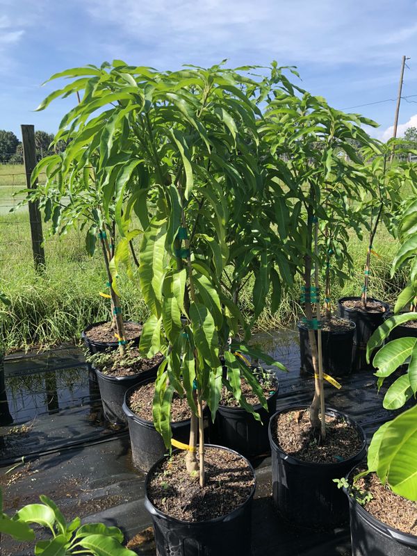 7 Gallon Grafted Mango Trees for Sale in Kissimmee, FL OfferUp