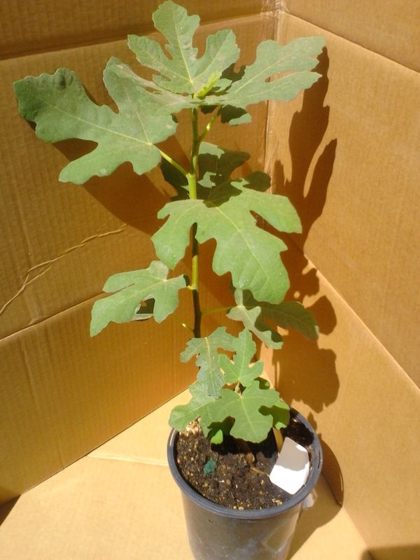 fig tree in white pot