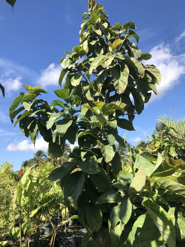 FRUIT TREE FOR SALE for Sale in Miami, FL OfferUp