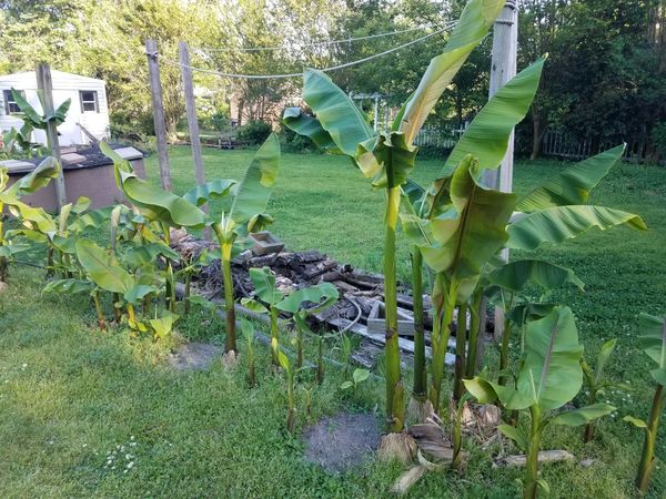 Cold hardy bananas for Sale in Chesapeake, VA - OfferUp