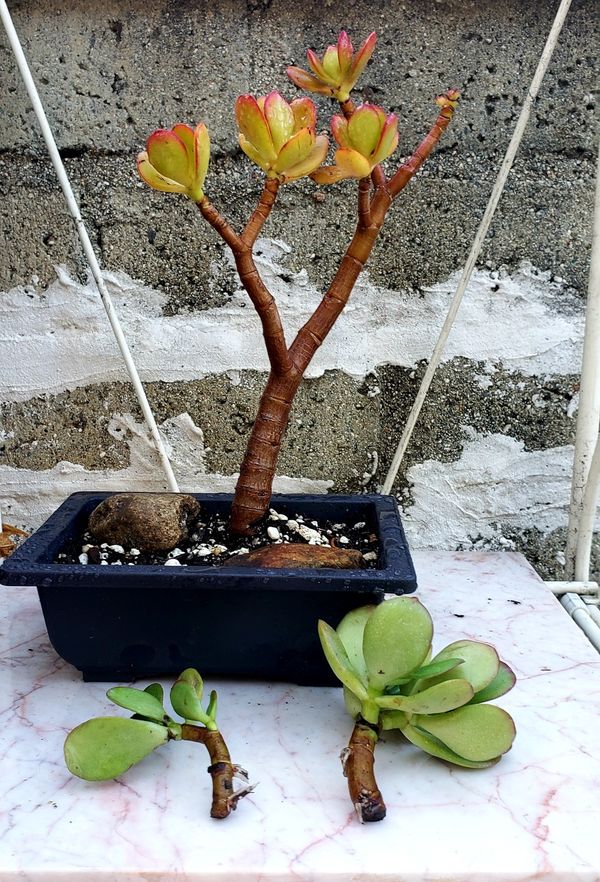 Bonsai Jade tree 5 years old for Sale in Upland, CA - OfferUp