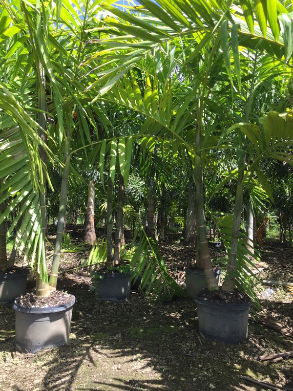 Alexander Palms For Sale