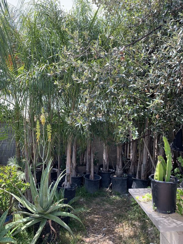 Palm trees for sale for Sale in Ontario, CA OfferUp