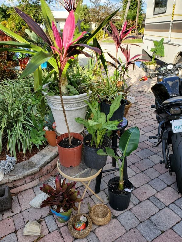 Plant stands and plants plants plants for Sale in Fort