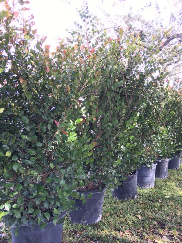 Coco plum trees hedge plants for privacy fence for Sale in Cooper City ...