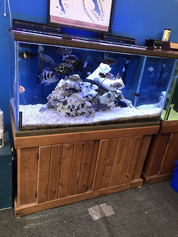 120 gallon Oceanic aquarium fish tank complete set up 800