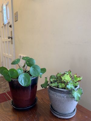 Spider Plants For In Minneapolis Mn Offerup Cute Indoor Plants With Nice Pot For In Minneapolis Mn