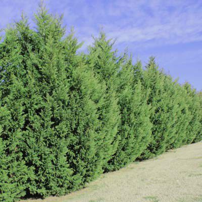 how far to plant leyland cypress from fence