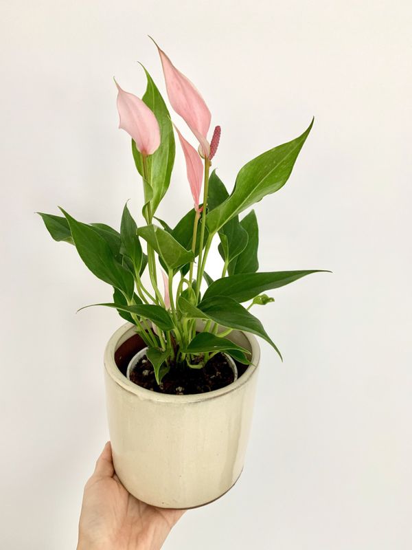 Rare pink peace lily plant for Sale in Los Angeles, CA - OfferUp