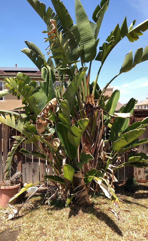 Giant Bird of Paradise for Sale in Moreno Valley, CA OfferUp