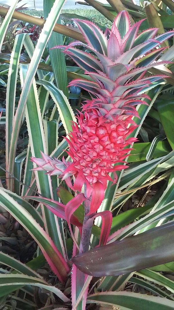 Pink pineapple plant for sale information