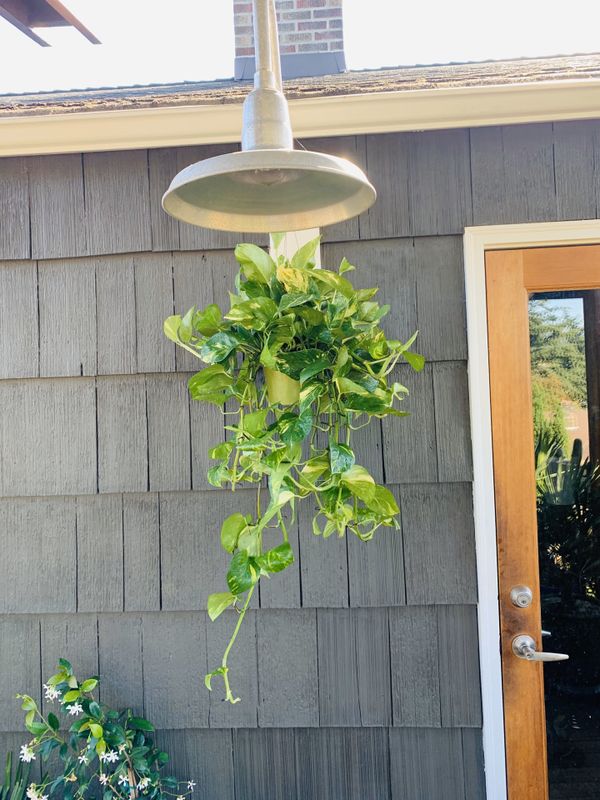 Live Indoor hanging Golden Pothos plant in plastic nursery