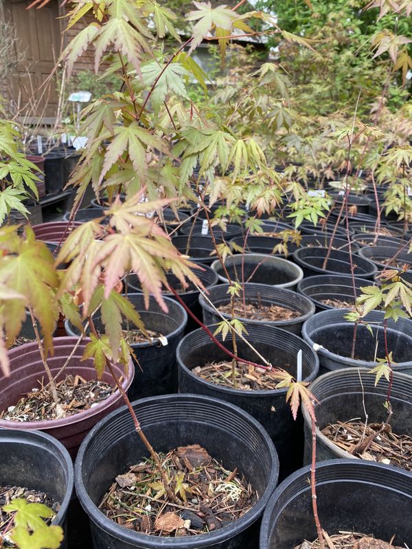 Tall skinny Japanese maple seedlings for Sale in Puyallup, WA OfferUp