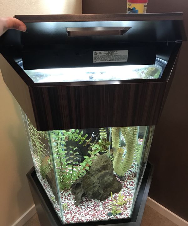 35 Gallon Hexagon fish tank (Glass) for Sale in Auburn, WA OfferUp