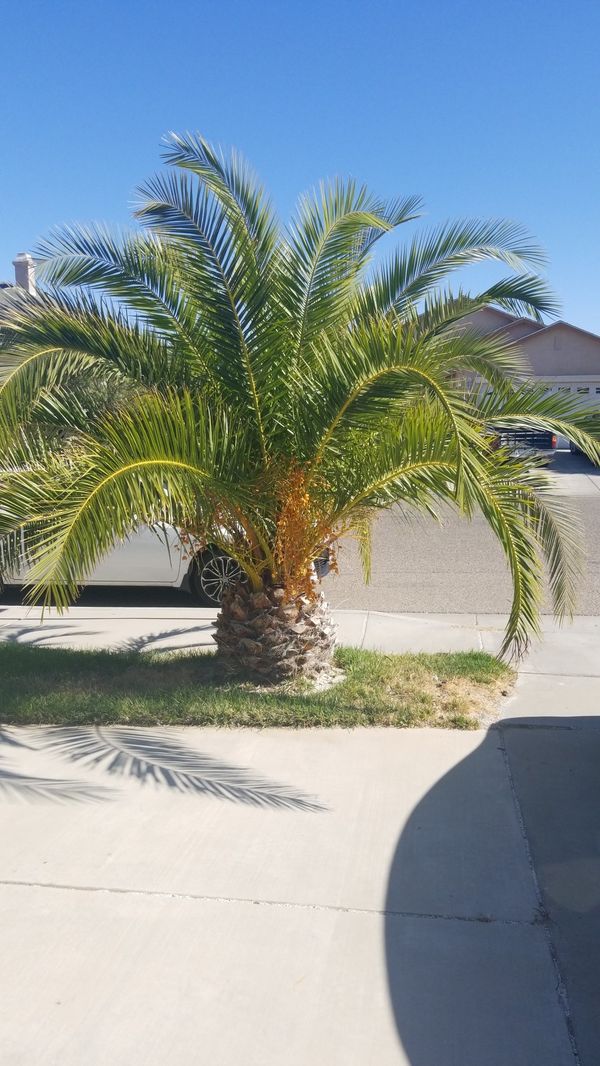 4 Large Palm Trees for Sale in Victorville, CA OfferUp