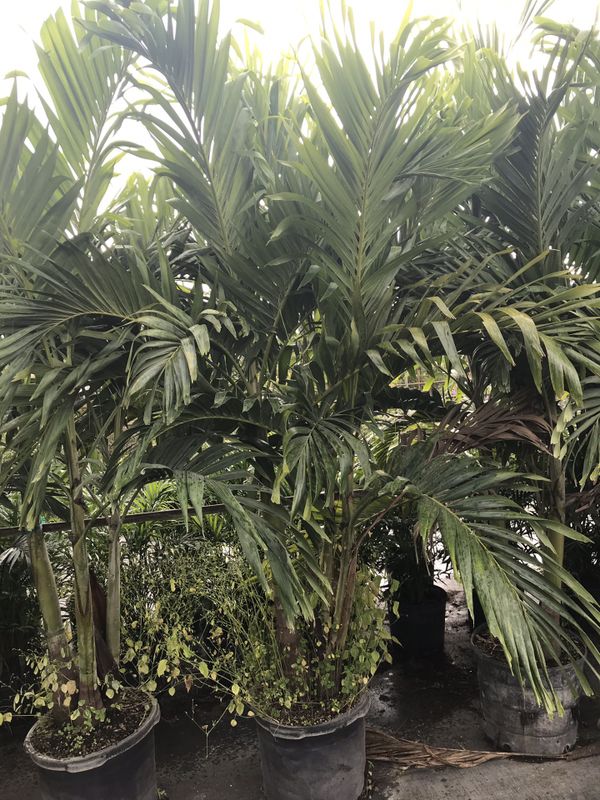 Adonidia Palm Or Christmas Palm for Sale in Lake Worth, FL OfferUp