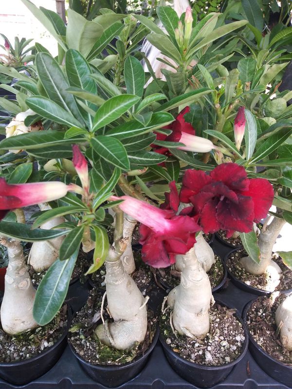 Desert rose plants for Sale in Downey, CA - OfferUp