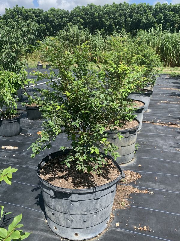 Jaboticaba Tree 25gl 150.00 for Sale in Fort Lauderdale, FL OfferUp