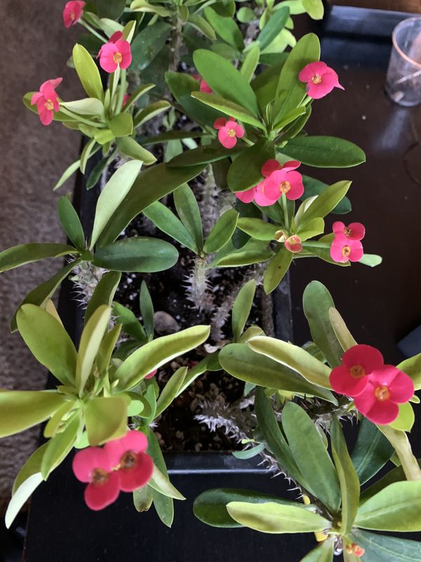 Crown of Thorns Plant -Pink Cadillac- Mini Euphorbia Milii “Gift of ...