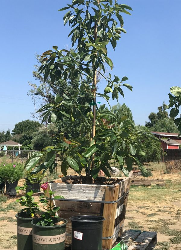 Haas Avocado tree loaded with nice fruit! for Sale in Chino, CA OfferUp