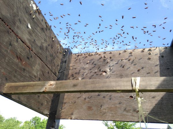 Greenhead Fly Traps for Sale in Cape May Court House, NJ - OfferUp