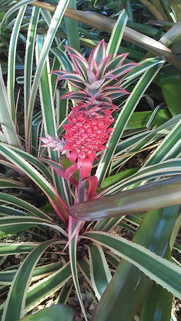 Pink Pineapple plant, 5� span, 2 pink pineapples growing