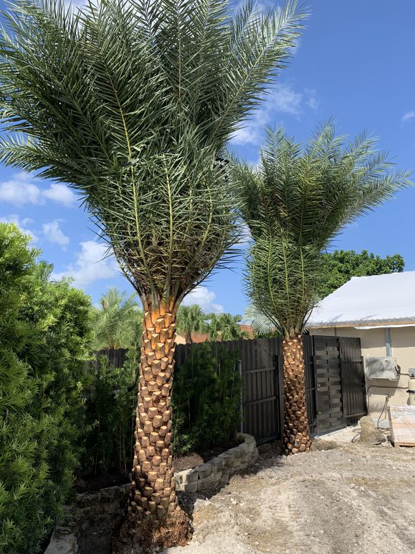Sylvester Palms 4??? 9???CT for Sale in Homestead, FL OfferUp