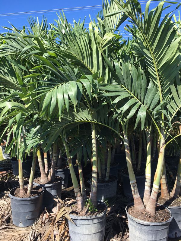 Triple Christmas palm trees for Sale in Opalocka, FL OfferUp