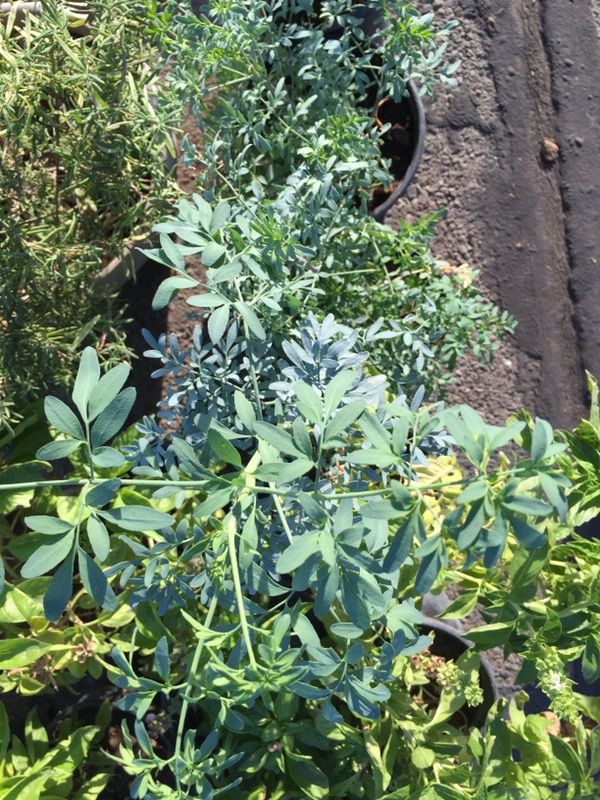 Plantas de Ruda Plant Rude for Sale in San Jose, CA OfferUp