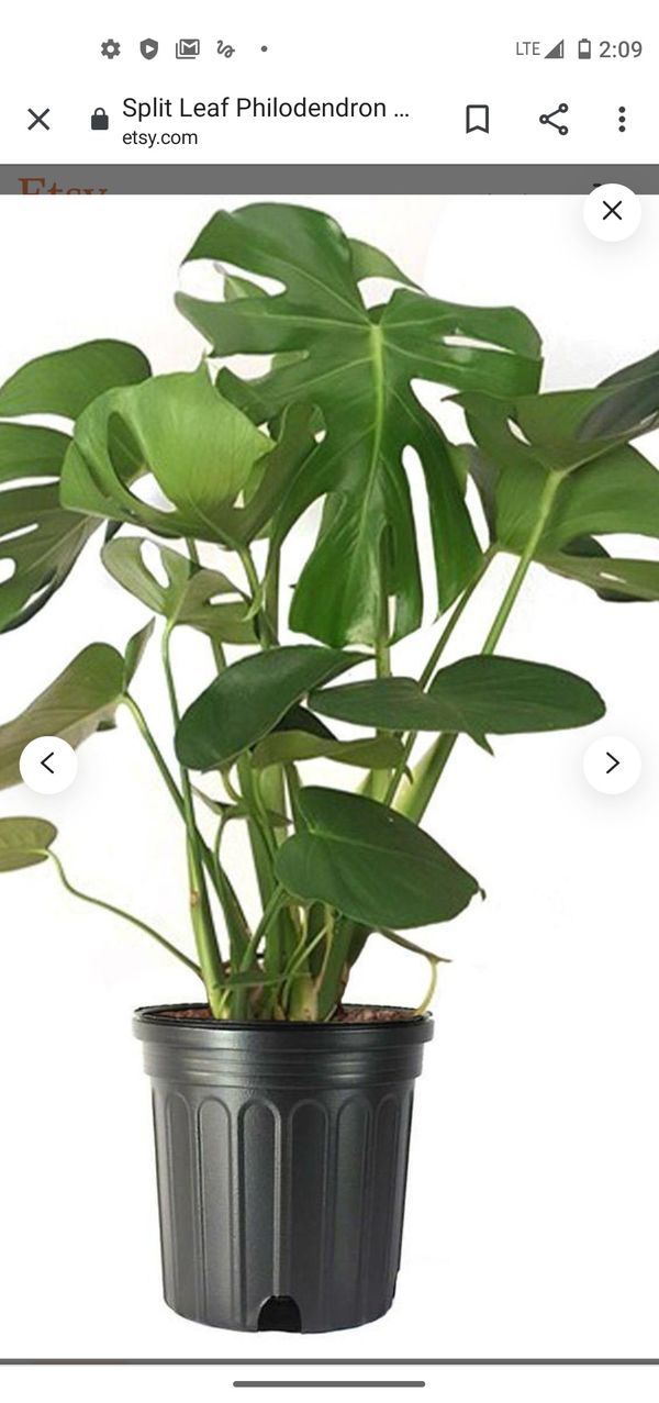 Indoor plants for sale for Sale in Lithonia, GA OfferUp