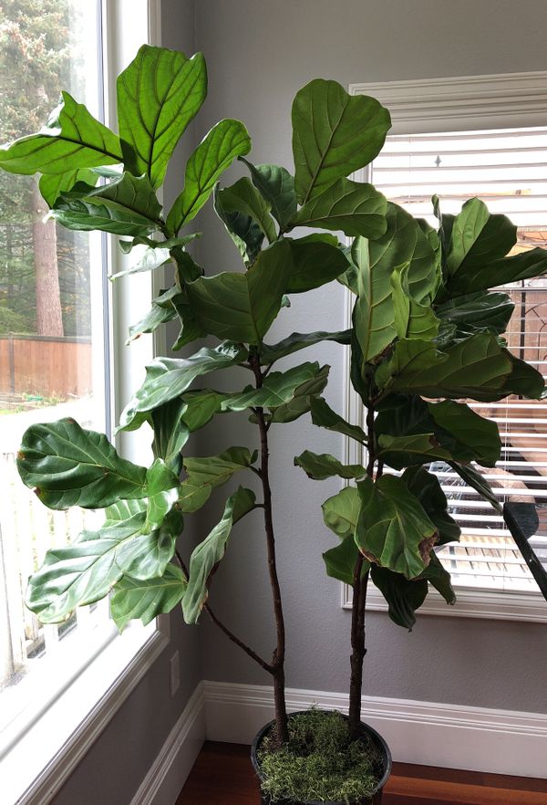 7 foot fiddle leaf fig tree real