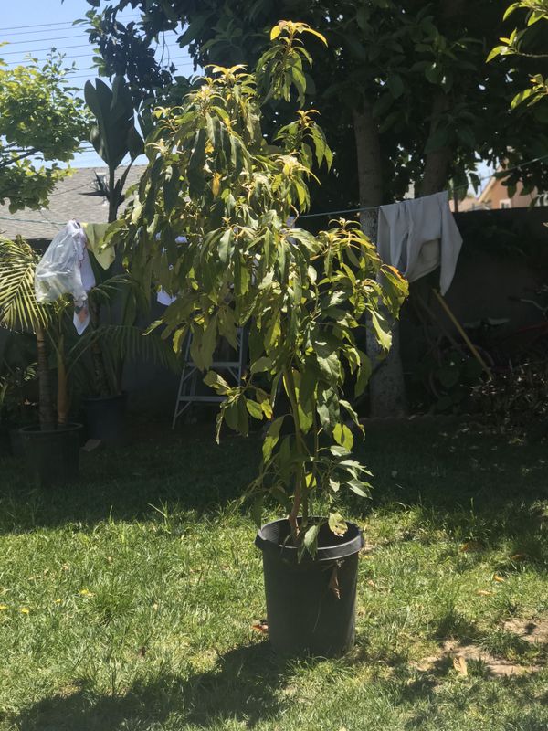 Avocado Tree for Sale in Anaheim, CA OfferUp