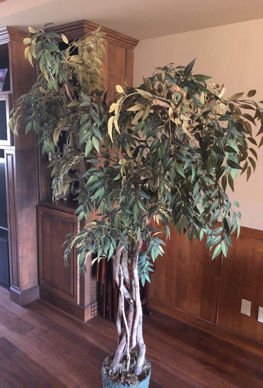 Ficus tree 6ft real wood branches for Sale in Scottsdale, AZ OfferUp