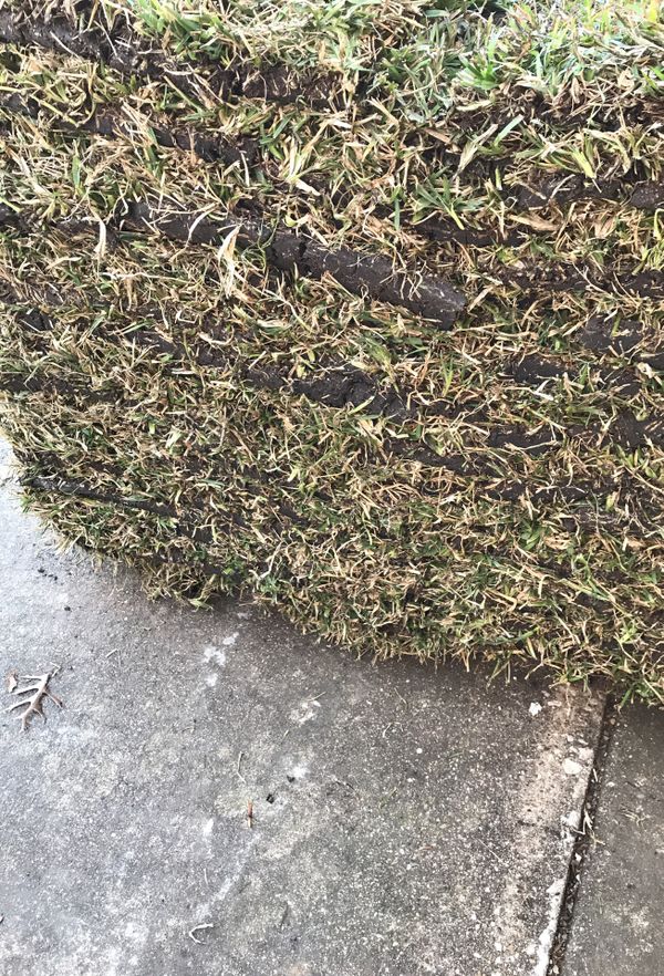 St Augustine Sod Grass Pallet Or Piece For Sale In DeSoto TX OfferUp   Fac4dee8a5ef4fedaa4a5c14ddba1ff5 