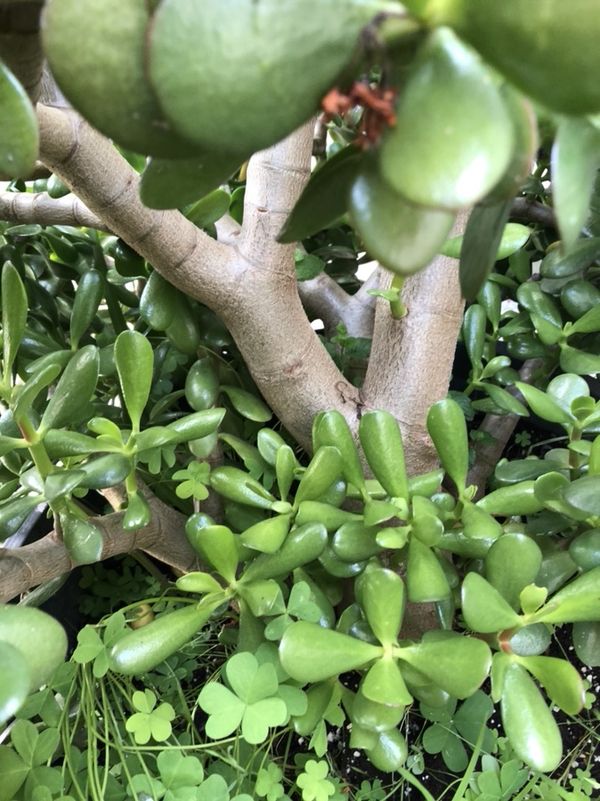 Large jade plant with pot for Sale in Fremont, CA - OfferUp