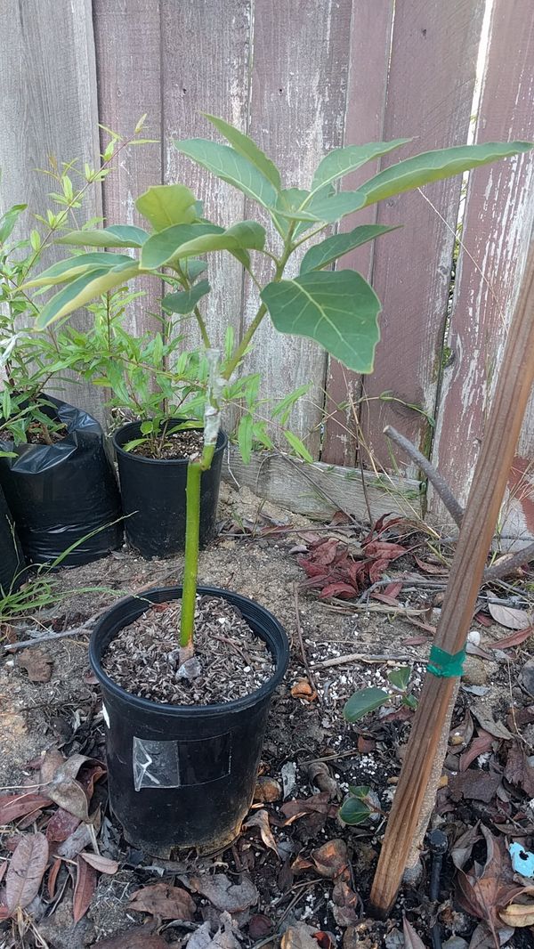 Kona Sharwil Avocado Tree For Sale In San Diego, CA - OfferUp