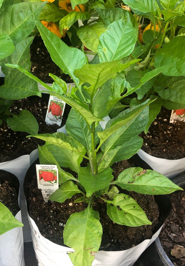 carolina reaper pepper plants for sale